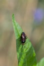 Black bug with red spots on green leaf macro close up Royalty Free Stock Photo