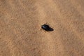 Black bug on the sand Royalty Free Stock Photo
