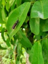 a black insect that perches on a light green leaf Royalty Free Stock Photo