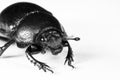 Black bug in upper left corner Royalty Free Stock Photo