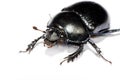 Black bug in upper left corner Royalty Free Stock Photo