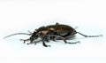 Black bug Royalty Free Stock Photo