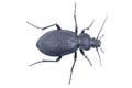 Black bug on a white background Royalty Free Stock Photo