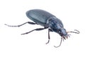 Black bug on a white background Royalty Free Stock Photo