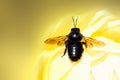 Black bug on yellow background Royalty Free Stock Photo