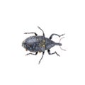 Black bug with yellow dots on a white background Royalty Free Stock Photo