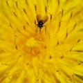 Black bug on yellow flower Royalty Free Stock Photo