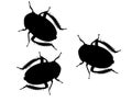 Black bugs Royalty Free Stock Photo