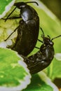 Black bugs Royalty Free Stock Photo