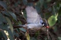 Himalyan black bulbul