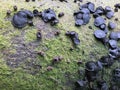 Black bulgar fungus growing on a moss covered rotting beech tree