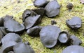 Black bulgar fungus growing on a moss covered rotting beech wood