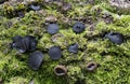 Black bulgar fungus on mossy log. Bulgaria inquinans. Aka Bachelor`s or Rubber Buttons