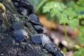 Black bulgar or Black Jelly Drops growing on a fallen tree