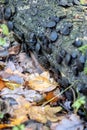 Black bulgar or Black Jelly Drops growing on a fallen tree