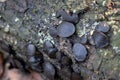 Black bulgar or Black Jelly Drops growing on a fallen tree