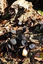 Black bulgar mushroom