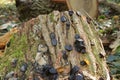Black bulgar mushroom