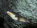 Black Bulhead, ictalurus melas