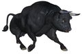 Black bull