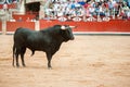 Black bull on the arena with public fund