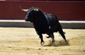 A black bull with big horns running in bullring