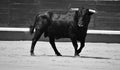 A black bull with big horns running in bullring