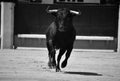 A black bull with big horns running in bullring