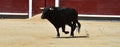 A black bull with big horns running in bullring