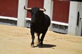 A black bull with big horns running in bullring