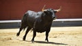 A black bull with big horns running in bullring