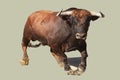 Black bull in bullfighting ring Royalty Free Stock Photo