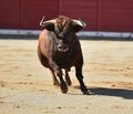 Black bull in bullfighting ring Royalty Free Stock Photo