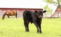 Black Bull Calf