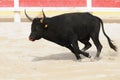 Black bull charging in a bullring Royalty Free Stock Photo