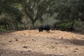 black bull in the countryside of spain. The bull is art and tradition Royalty Free Stock Photo