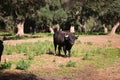 black bull in the countryside of spain. The bull is art and tradition Royalty Free Stock Photo