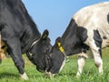 Black bull and cow making love, bull trying to gain the love of a cow by playful rubbing heads Royalty Free Stock Photo