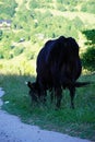 Black bull eating grass on the mountain