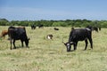 Black Bull and Cow with White Horns Grazing in Pasture