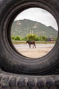 black bull crossing national highways at morning from unique perceptive