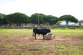 black bull eating grass and grass in the countryside of spain. The bull is art and tradition Royalty Free Stock Photo