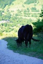 Black bull eating grass on the mountain