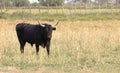 Black bull in the French Camargue