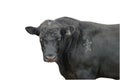 Black bull isolated on white background with path