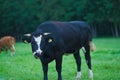 Black bull licking its nose and looking at the camera with flies swarming around its face on a farm