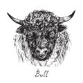 Black bull portrait, curly fur and ring in nose, hand drawn ink doodle, sketch, vector illustration Royalty Free Stock Photo