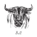 Black bull portrait, hand drawn ink doodle, sketch, vector illustration Royalty Free Stock Photo