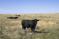 Black bull on Prairie with other bulls
