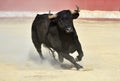 Black bull in spain on the bullring